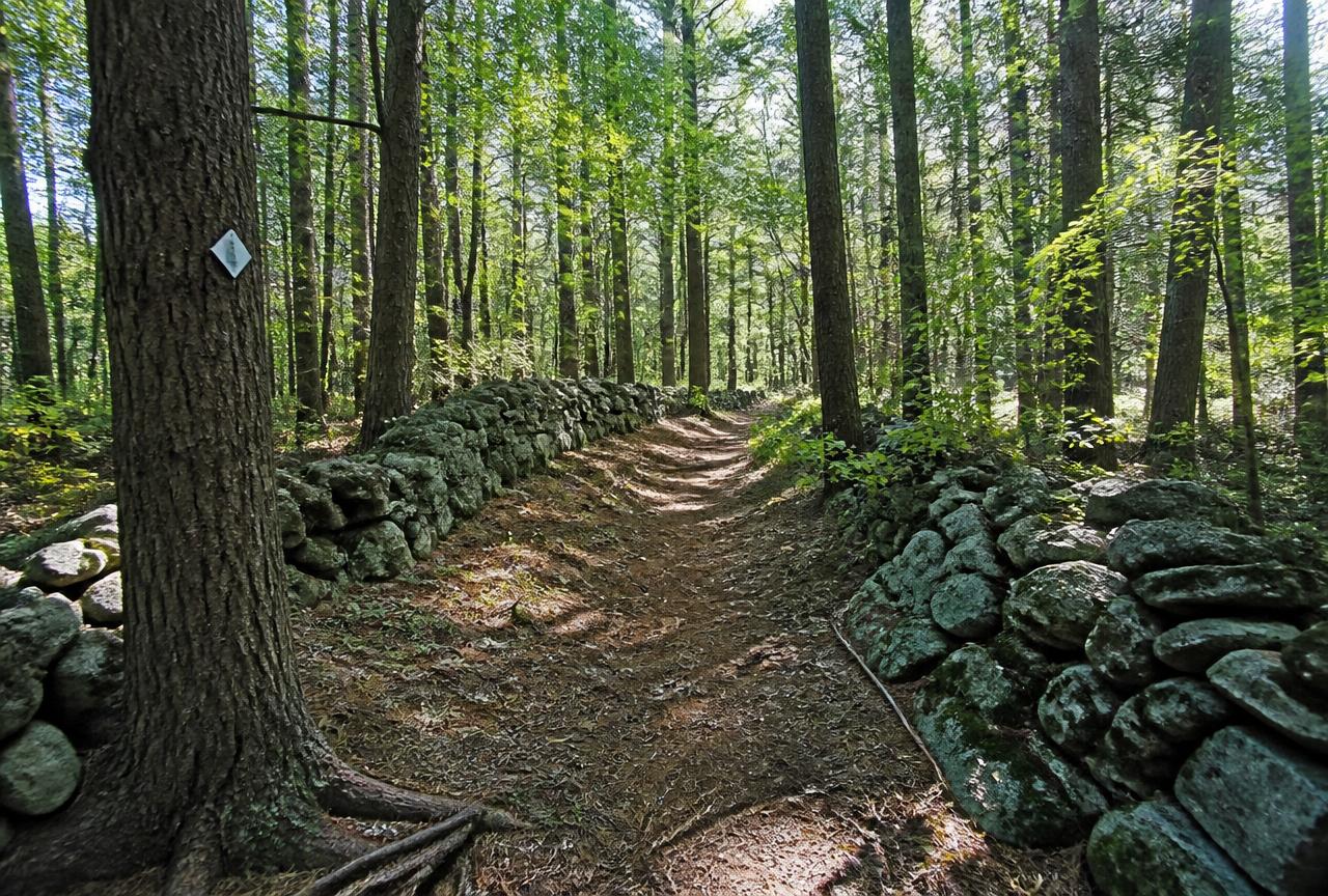 Hiking trail lined with old stone walls at Buck Hill Management Area in Burrillville, Rhode Island