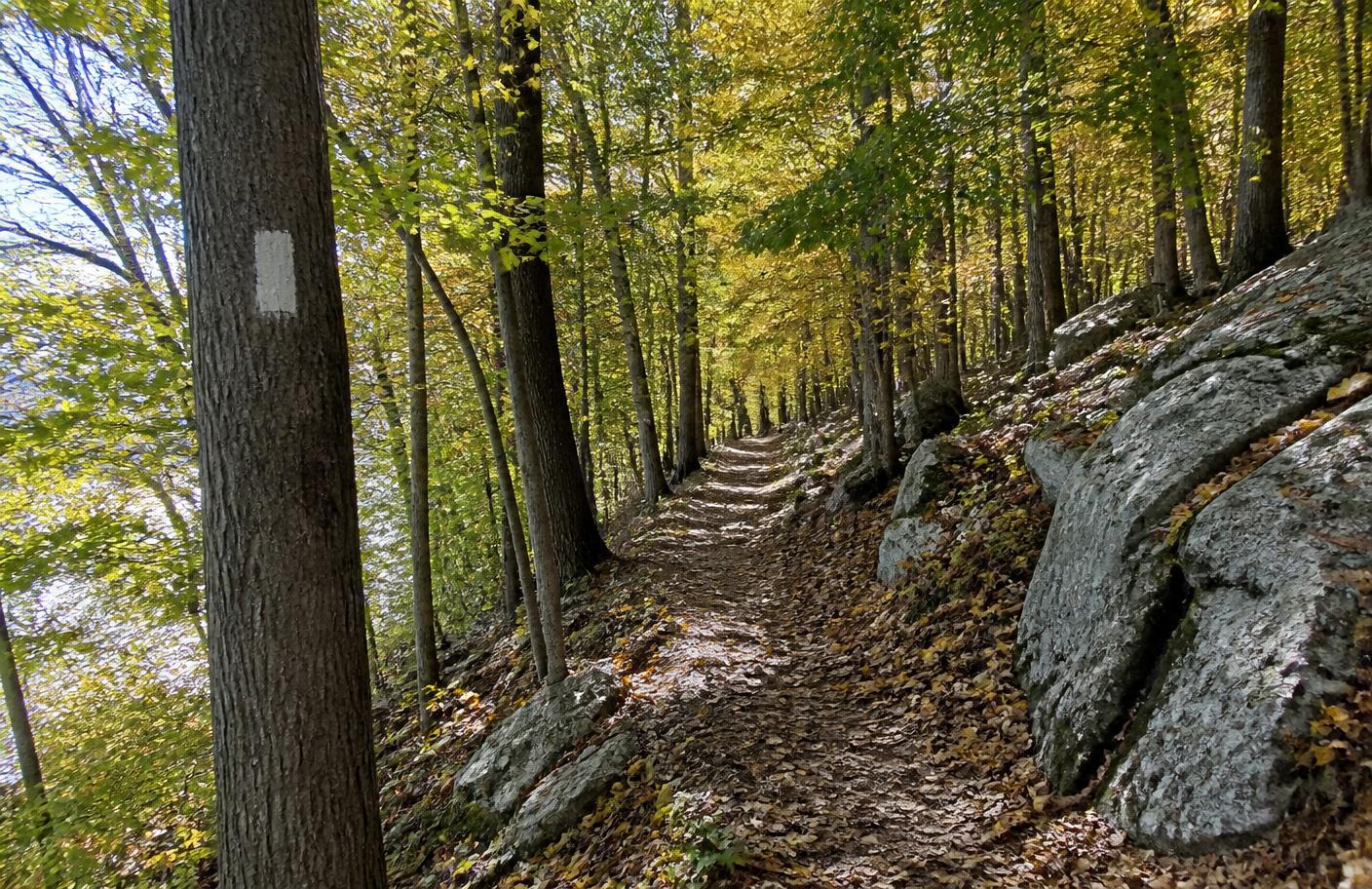 Blazed hiking trail through ledge and hardwood forest at Wolf Hill Forest Preserve in Smithfield, Rhode Island